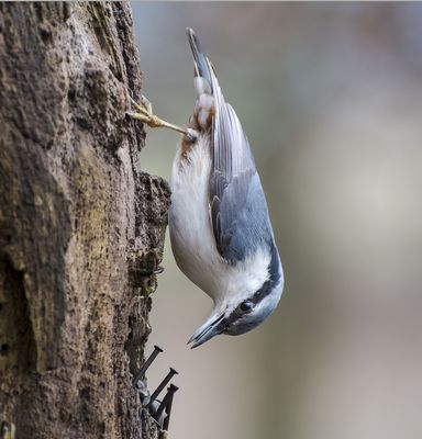 Nikon af-s 70-300mm f/4.5-5.6 vr test photo